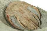 Early Cambrian Fallotaspis - Tazemmourt, Morocco #350549-11